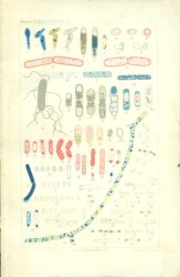 bakterie4