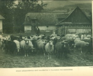 Nebyl vybrán žádný obrázek 